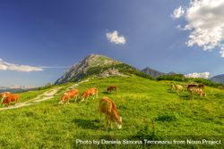 Cattles on Alpine meadow 0JwKl5
