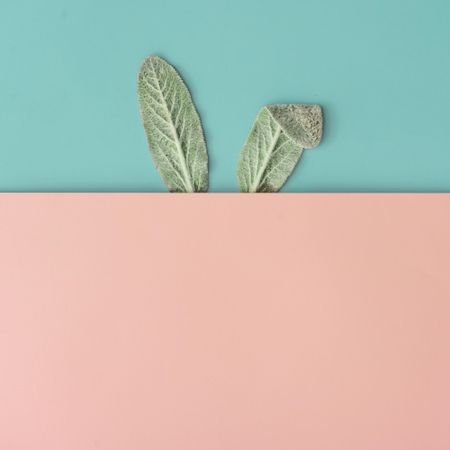 Bunny rabbit ears made of natural green leaves on pastel pink and blue background