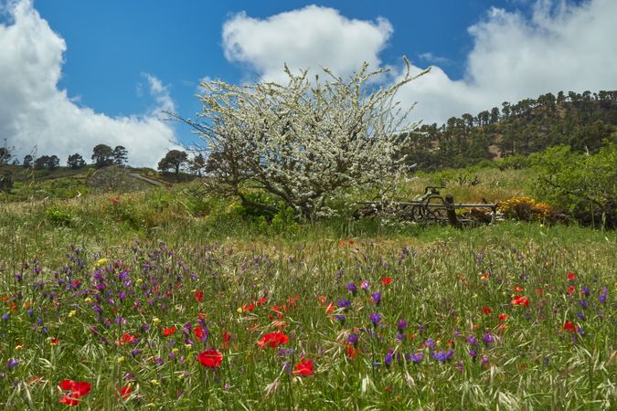 Blooming tree and flowers