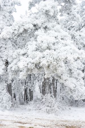 Winter snowy landscape