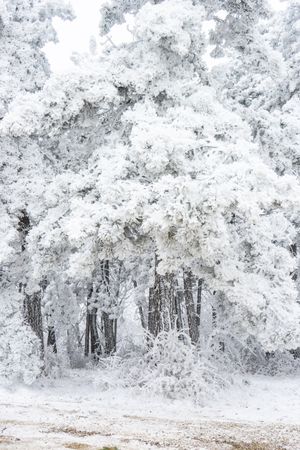 Winter snowy landscape