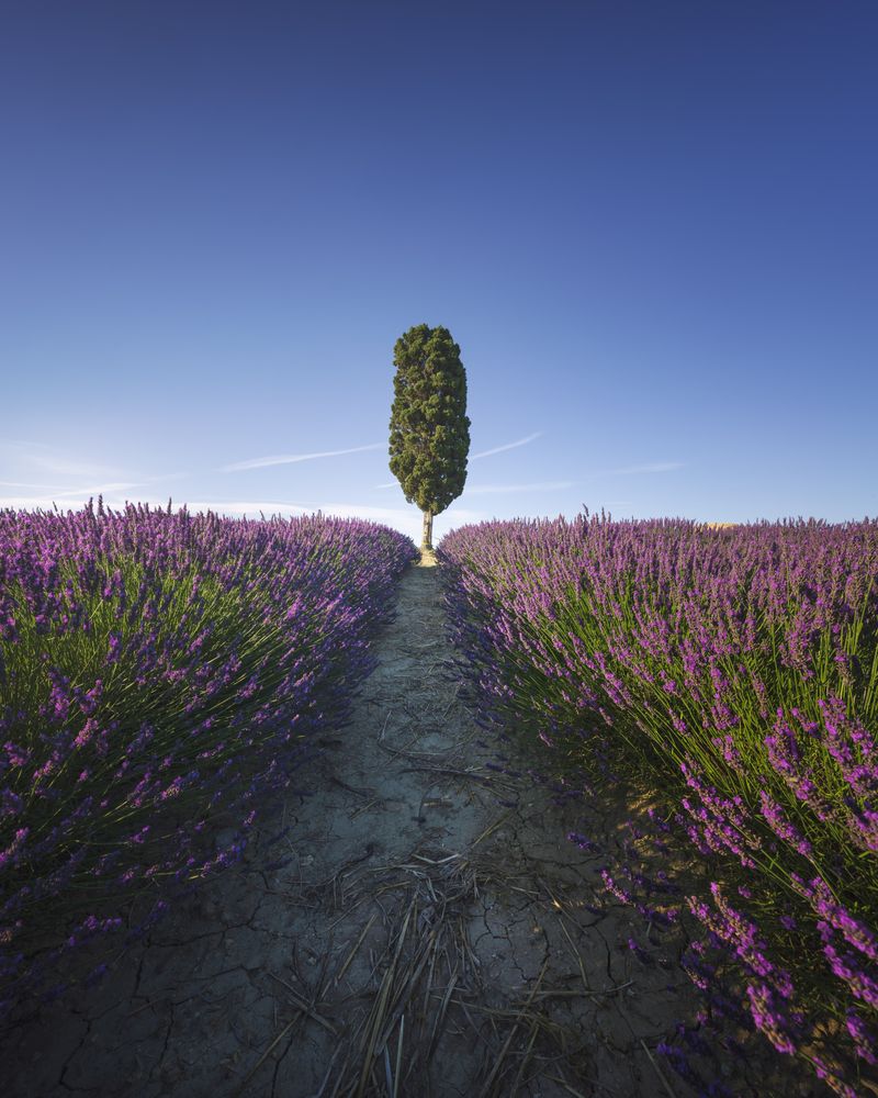 Lavender field row and lonely cypress tree, Orciano, Tuscany, Italy