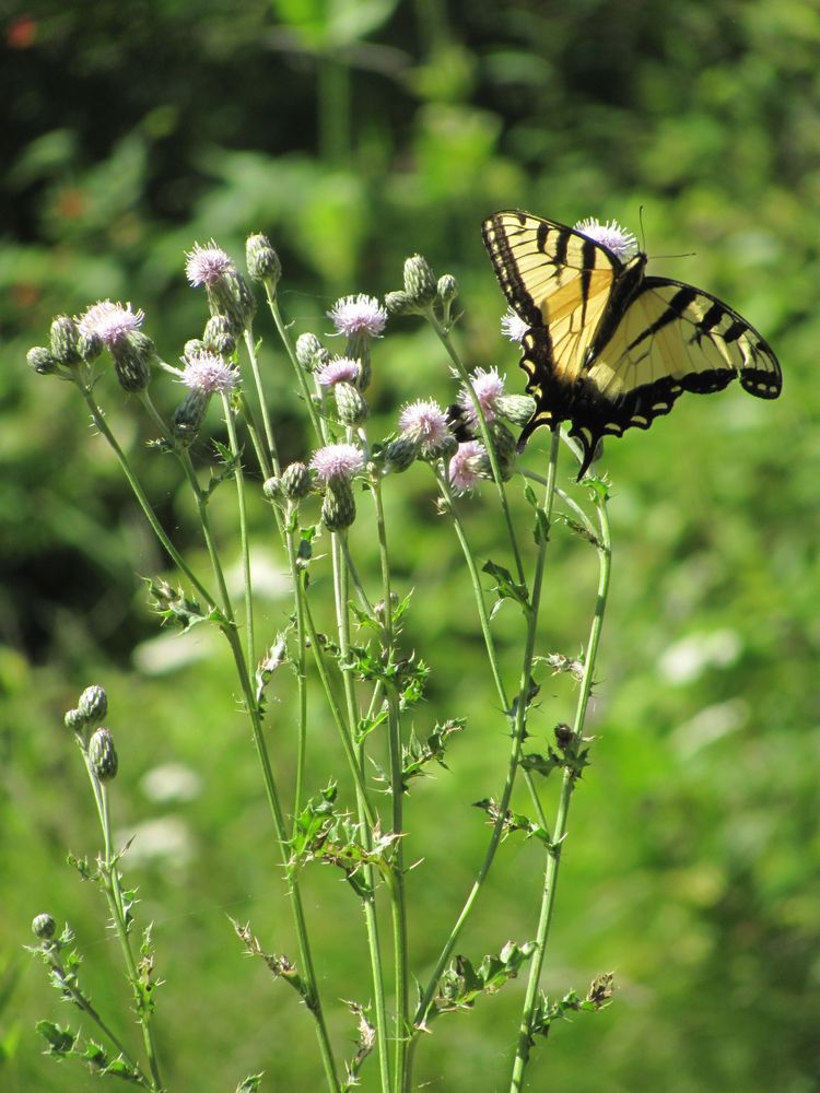 Eastern Tiger Swallowtail Butterfly on Flowers