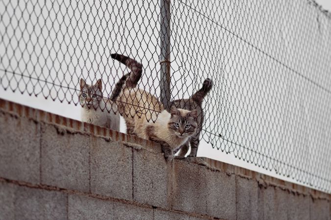 Cute wild cats sneaking under a fence