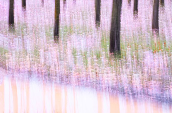 Blurred trees in green forest