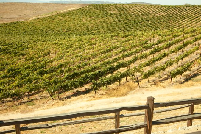 Beautiful Wine Vineyard