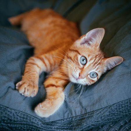 Orange tabby cat lying on blue sofa