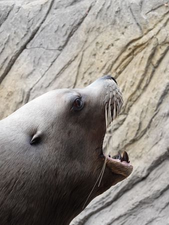 A roaring Steller Sea Lion (Eumetopias jubatus)