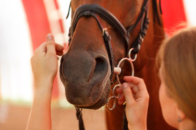 Close up of horses mouth being prepared for show