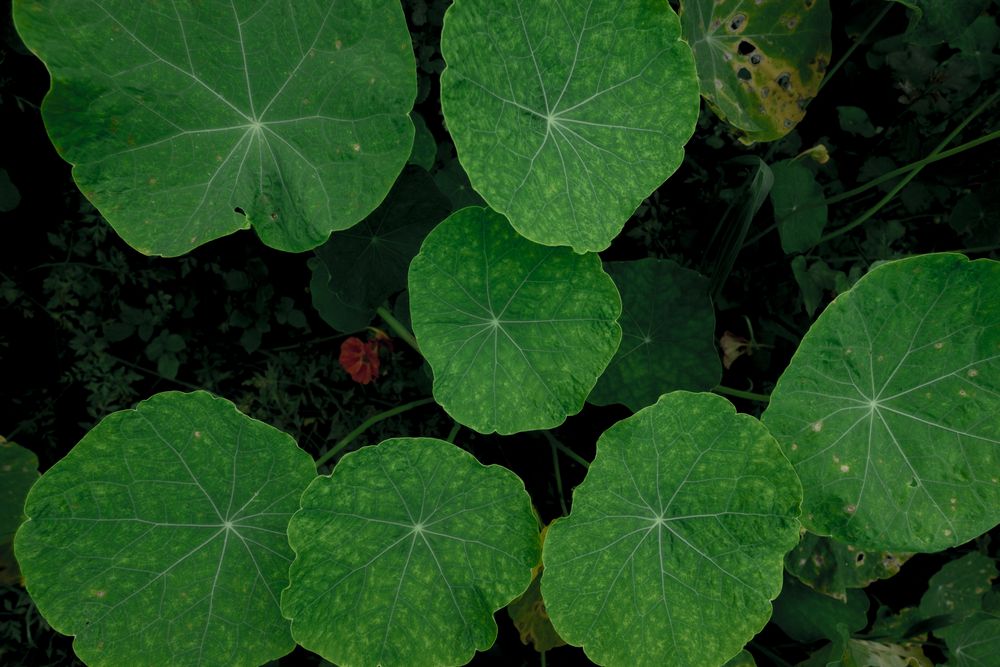 Round leaves of climbing plant. Nasturtium. Lush green background of nature