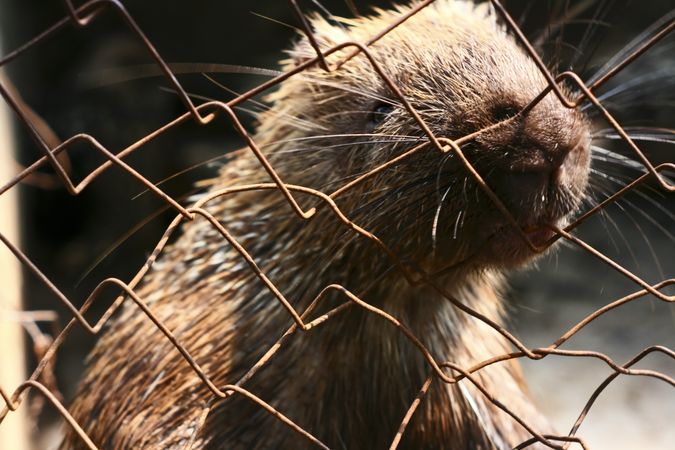 Close up of porcupine face behind fence