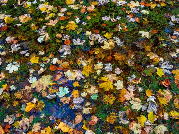 Pointed multicolored autumn maple and sycamore leaves. Close-up.