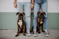 People standing and keeping cute boxers on leash