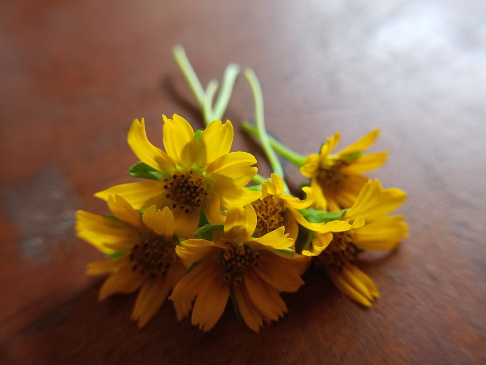 small sunflower background on the table