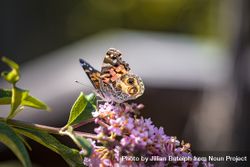 American lady butterfly on pink floral branch 5oLE84