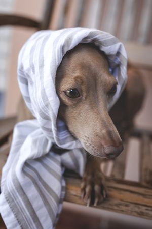 Little italian greyhound dog in a costume