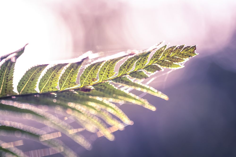 Close up of web on leaf, copy space