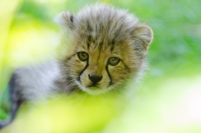 Cheetah cub in nature