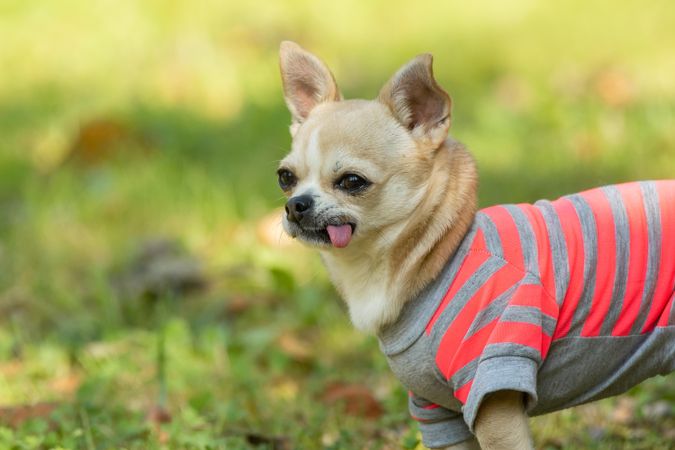 Brown chihuahua in pink and gray striped shirt