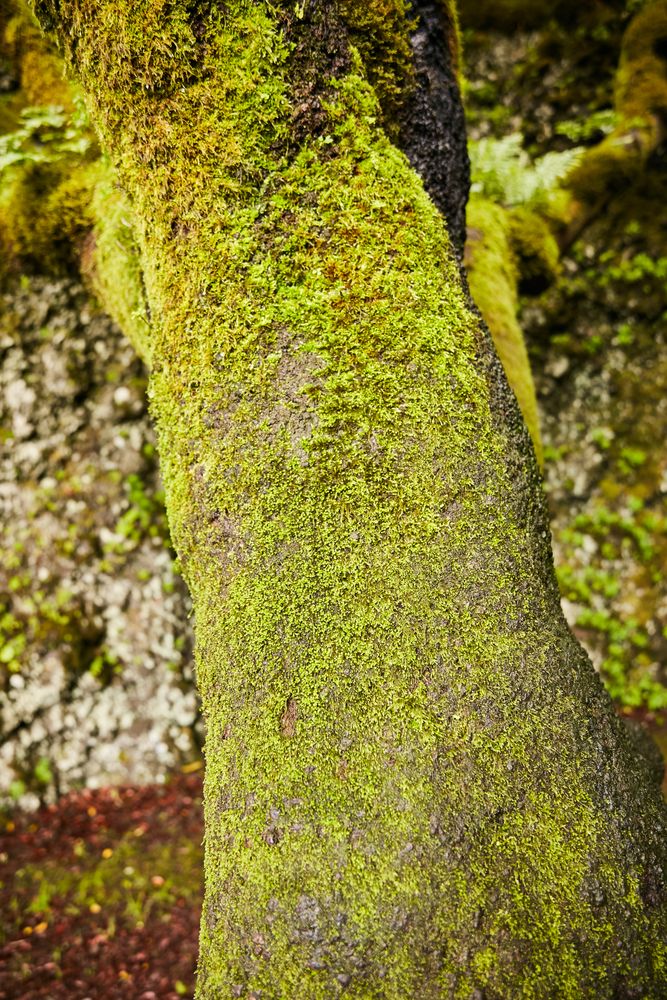 Lush green vegetation of tropical woods