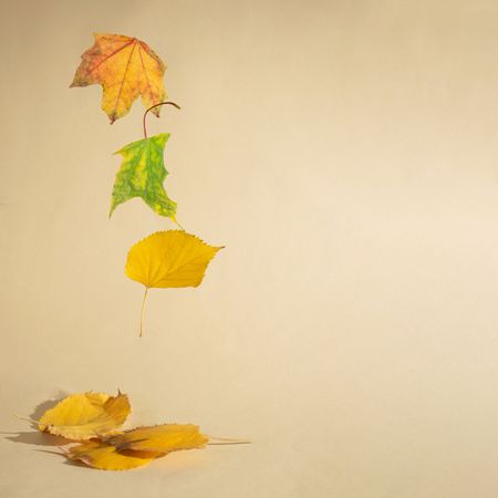 Autumn yellow leaves falling into a pile on neutral background