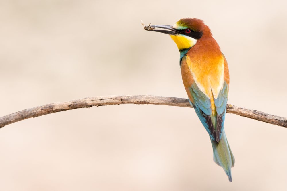 Bird standing on tree branch