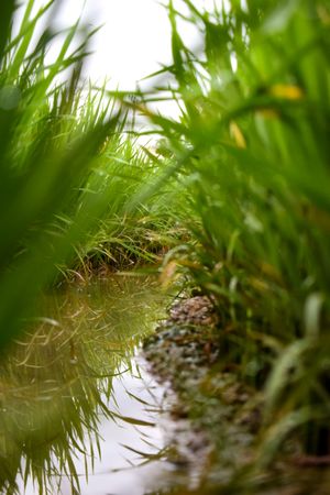 River surrounded by long grass