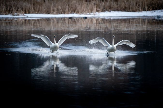 Trumpeter Swans landing on Big Sandy Lake in McGregor, Minnesota