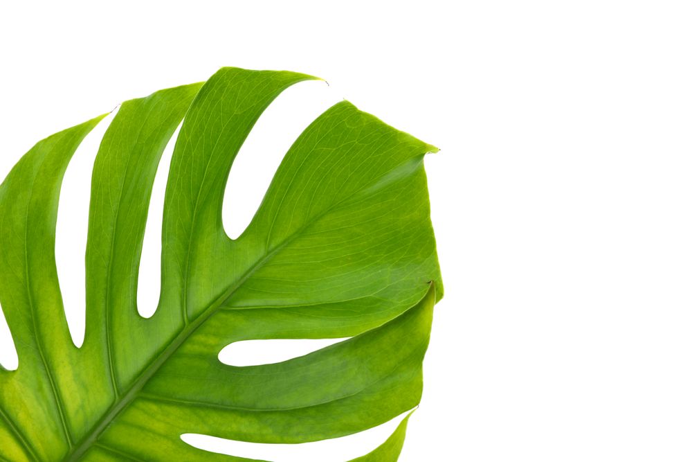 Green monstera leaf isolated on blank background