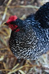 Barred Plymouth Rock chicken