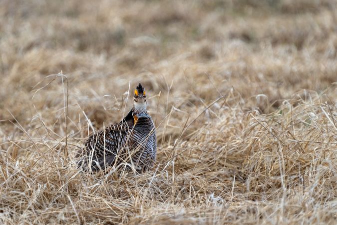 Prairie Chicken at Hamden Slough National Wildlife Refuge in Minnesota