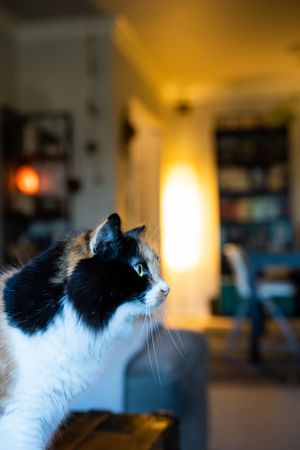 Profile of cat indoors