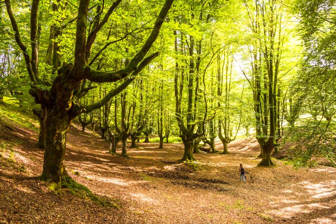 Hiker with dog walking on fairy forest