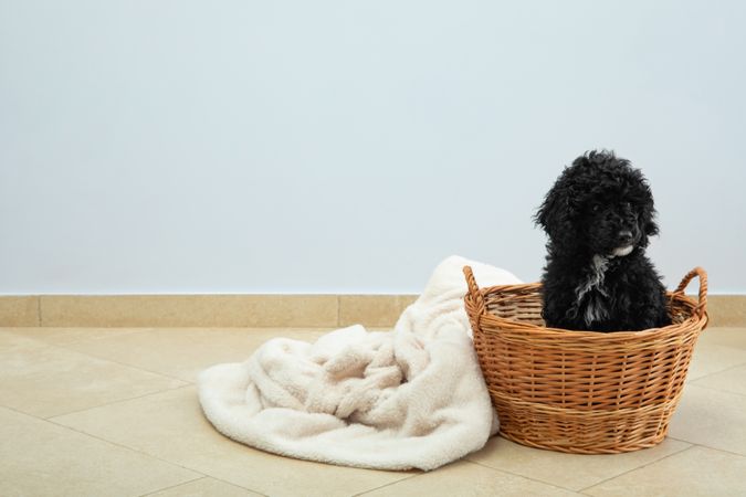 Cute poodle pet at home sitting in basket