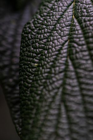 Deep green textured leaves