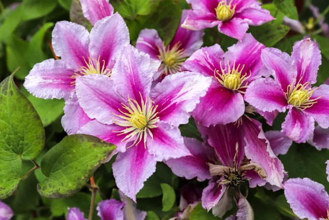 Beautiful flowers in a european garden in different colors