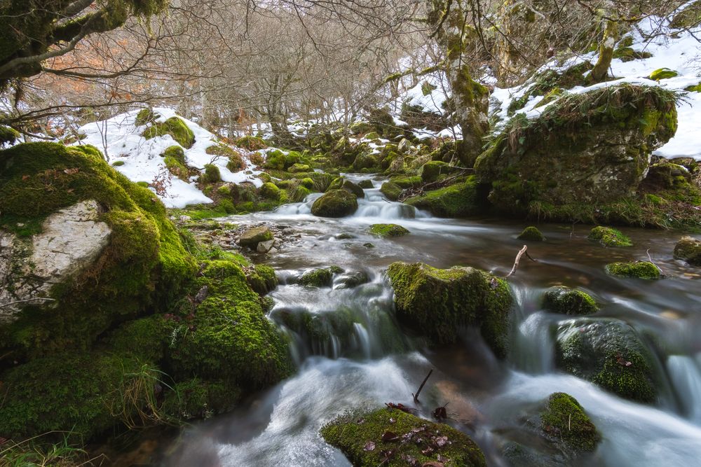 River running between stones in moss in forest
