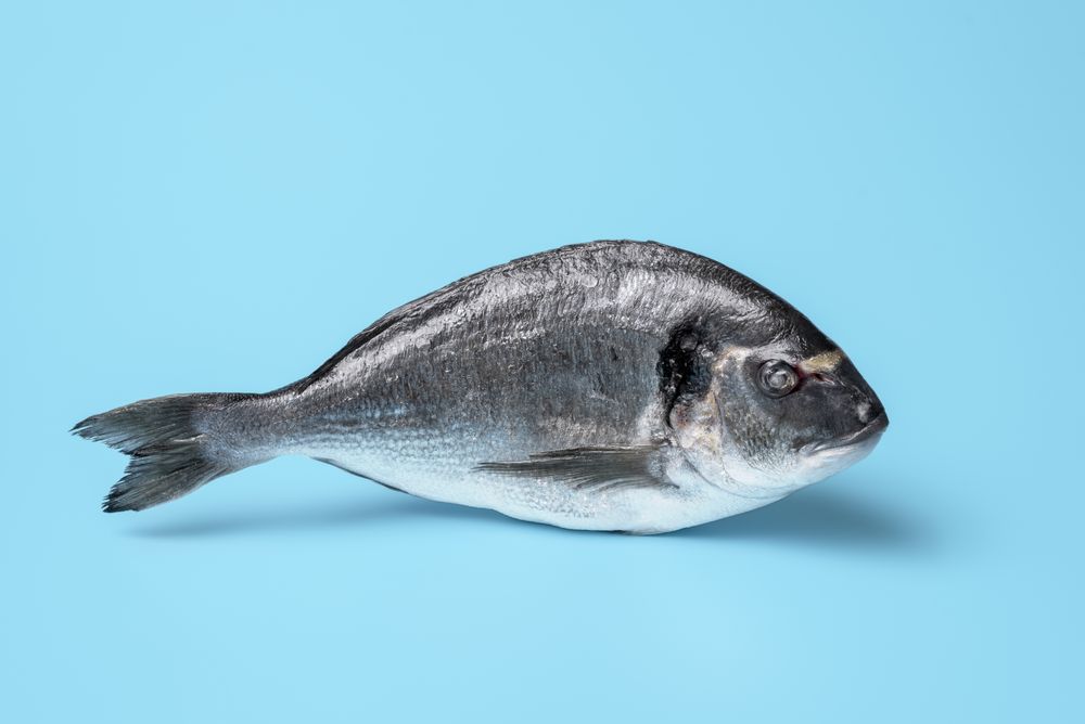 Dorado fish minimalist on a blue background