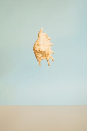 Seashell suspended against a blue background