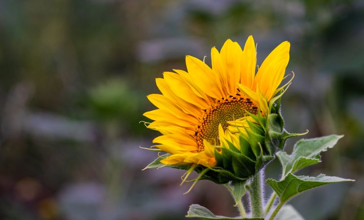 Blooming sunflower in a field