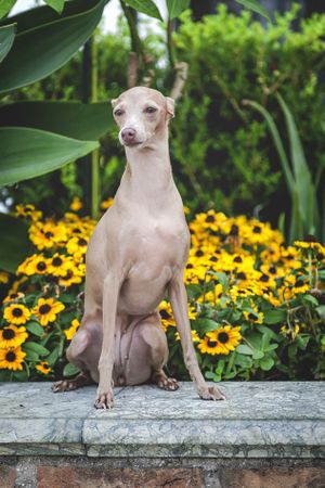 Obedient dog sitting on parapet by flowers