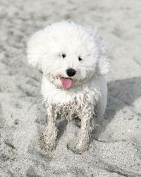 Bichon dog with wet feet standing on sand