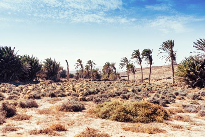 Palm trees growing in sand on seashore