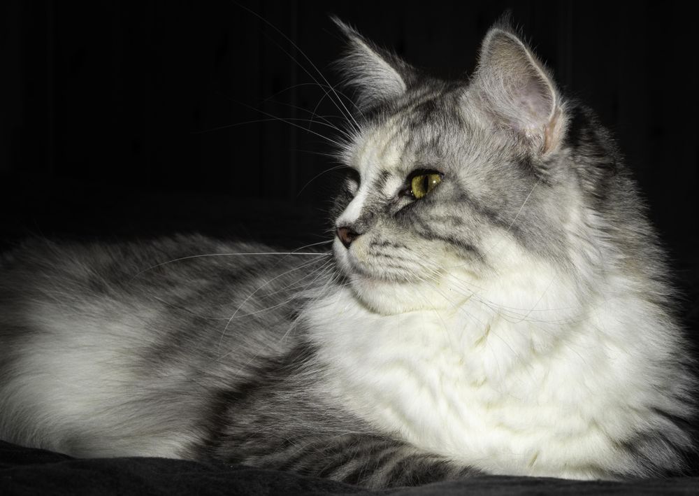 Light and grey long haired cat