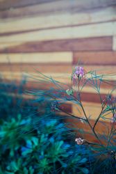 Pink flower next to fence