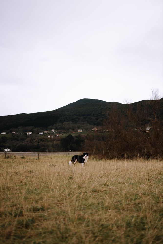 Cute dog walking on grass in nature