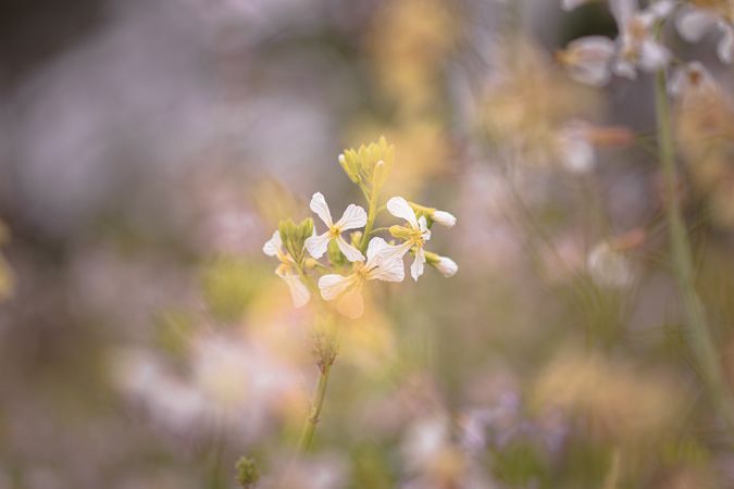 Small light flowers with yellow pistils growing on green stem in field