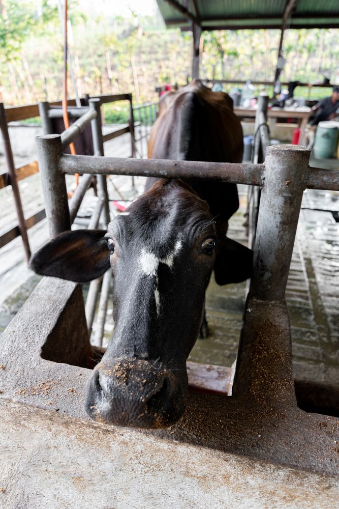 Cow's Quirky Stare Through Dairy Farm Trough, Milking Parlor