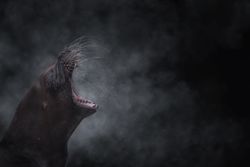 Sea lion standing and roaring