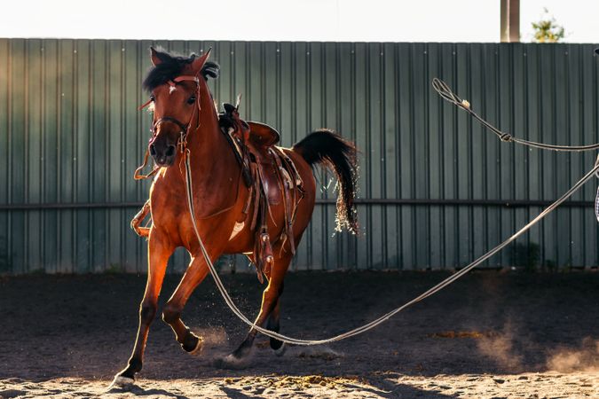 Horse in a riding center